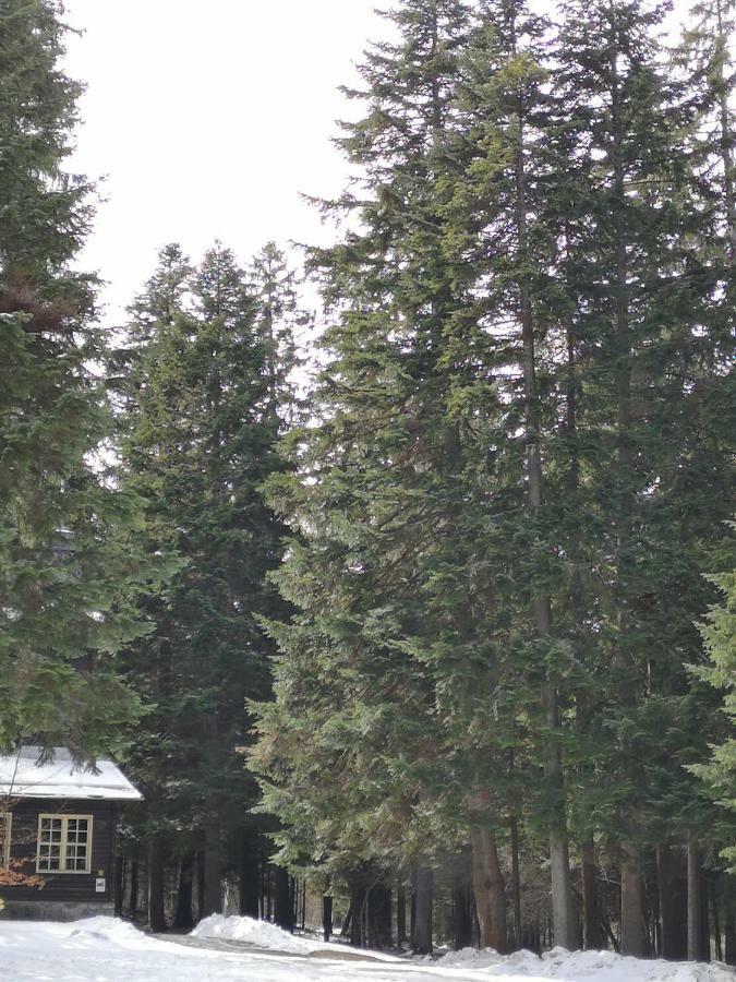 Excellent Studios For Your Vacation-Hotel Villa Park- Borovets Esterno foto